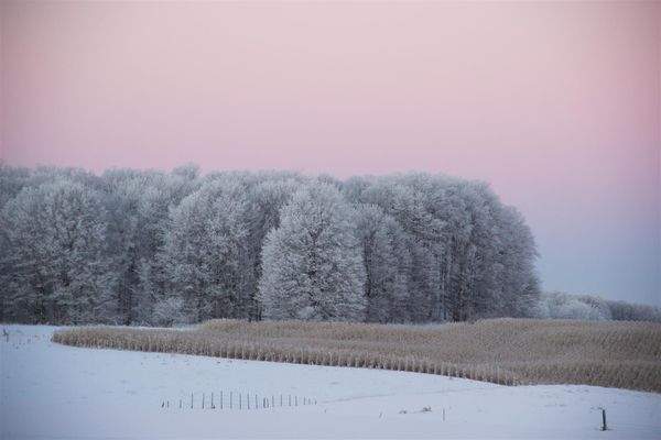 Snowy trees...