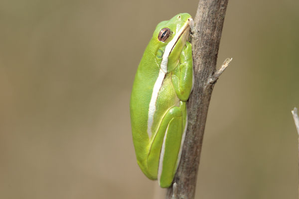 American Green Tree Frog (Hyla cinerea)...
