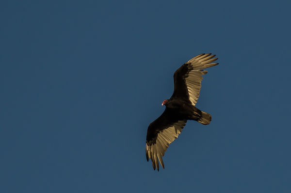 sample turkey vulture with low sun...