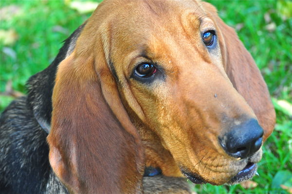 Lola the Bloodhound...