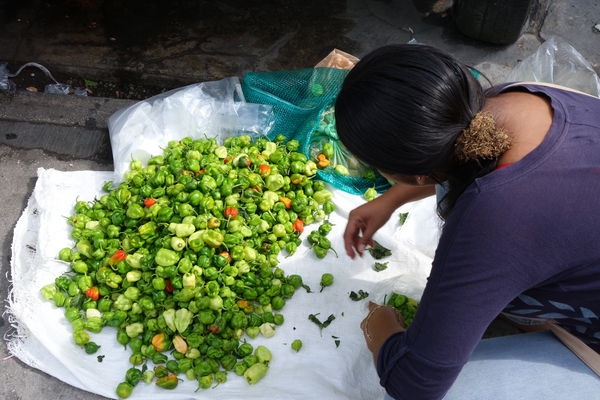 Young lady sorting peppers....
