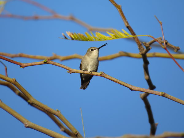 Girl Hummingbird...