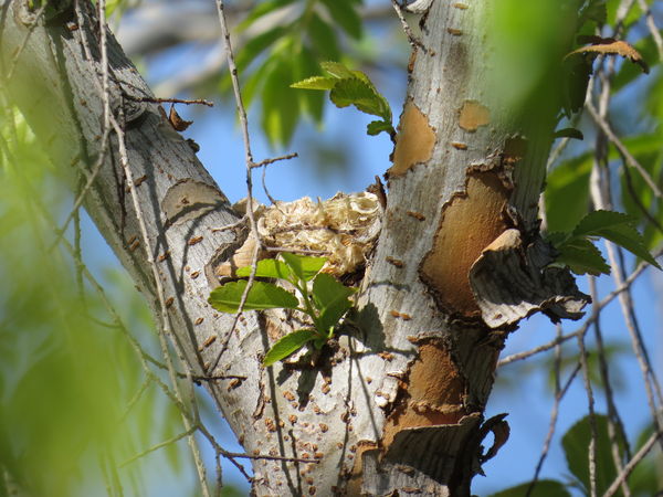 Hummingbird Nest...