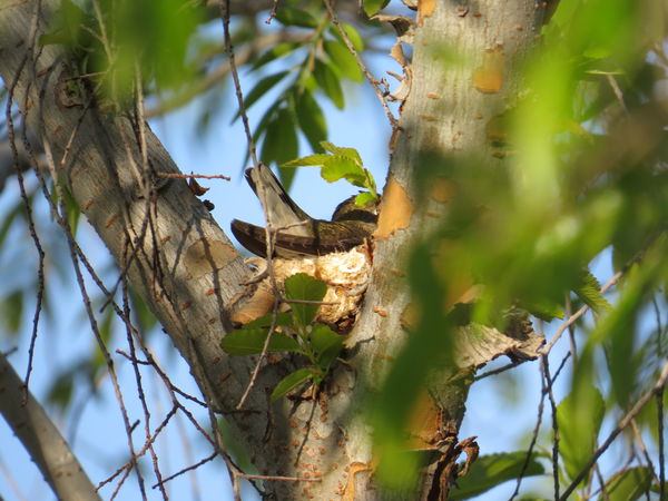 Girl Hummingbird on nest...