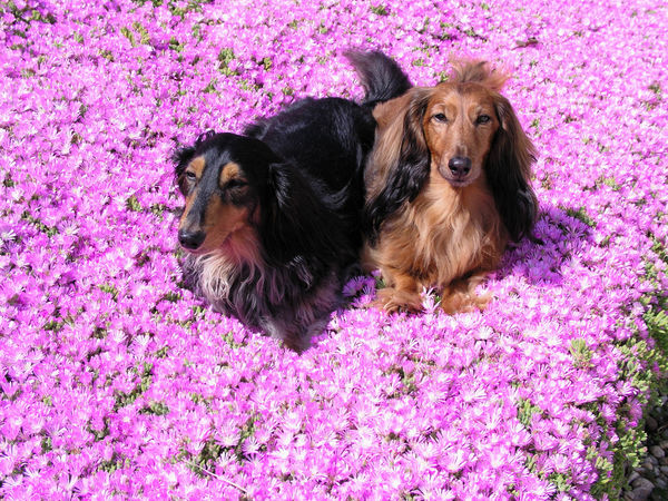 Doc and Oliver on a bed of rosea groundcover...