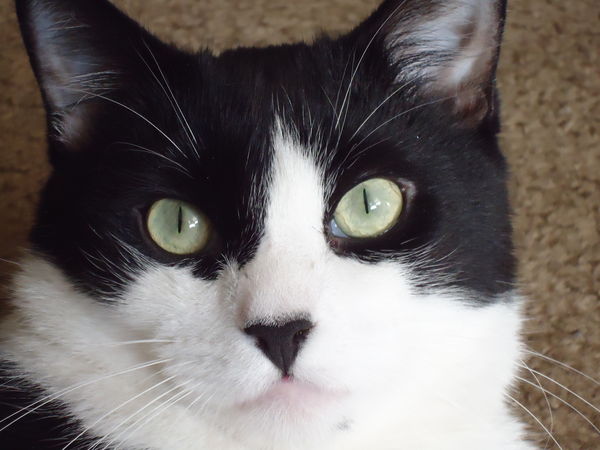 Here's our handsome boy, Oreo!...