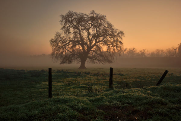 Dawn light on a Valley Oak in the early morning fo...