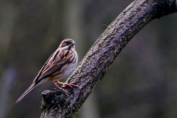 3 female Reed bunting...