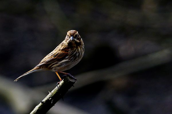4 An angry looking Female Reed Bunting...