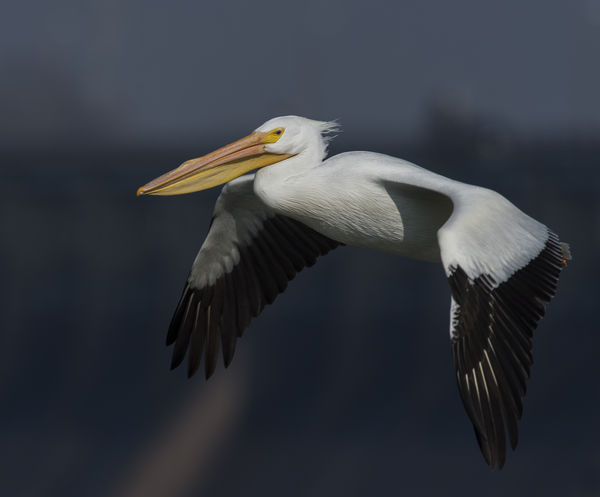 American White Pelican...