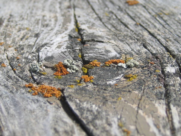 a knot in a picnic table by the lake.  I could go ...