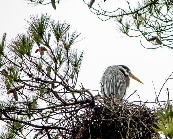 The other guards the nest...