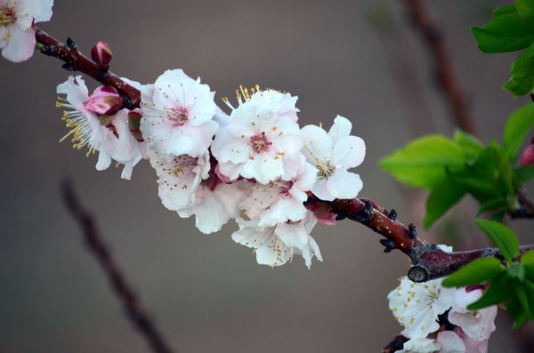 Apricot in bloom...