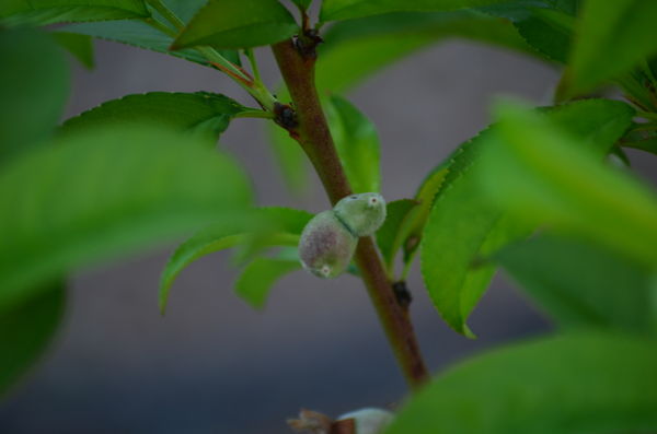 Peaches growing...