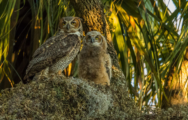 Great horned Owl Parent and Owlet...