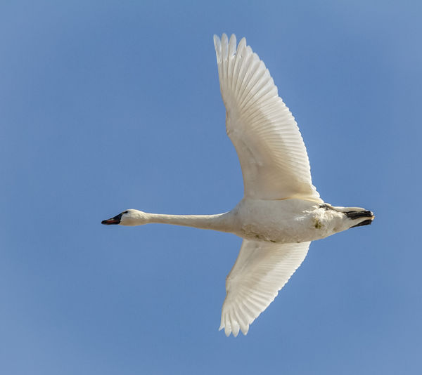 Migrating Tundra Swan at Middle Creek...