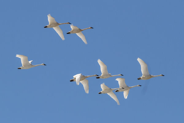 Flying group of tundra Swans...