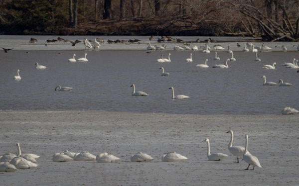 Migrating Swans resting on the ice...