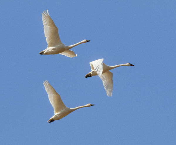 Migrating Tundra Swans in flight...