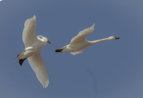 Collision Avoidance - Migrating Swans...