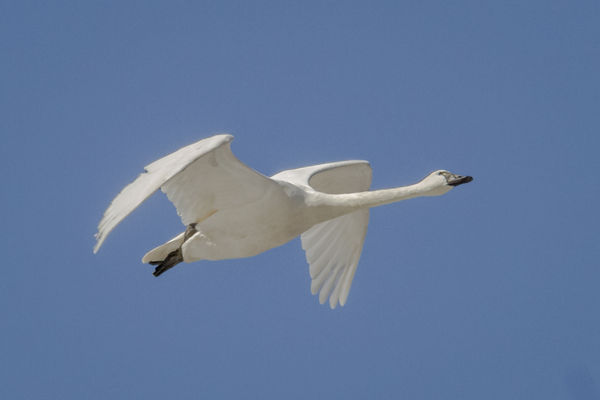 Migrating Tundra Swan flying out...