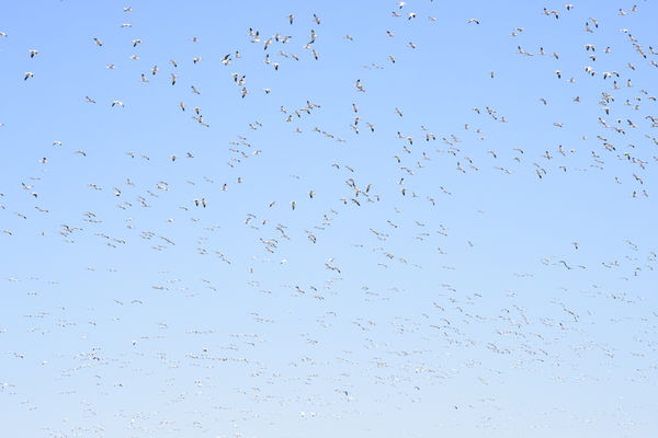 Lots and Lots of Snow Geese!...