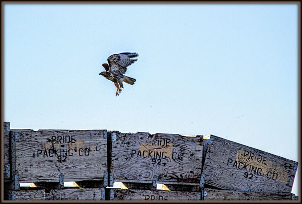 3. Redtail hawk and fruit packing boxes in an orch...