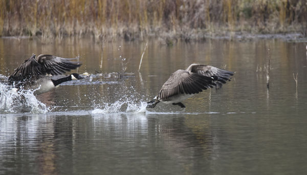canada geese taking off...