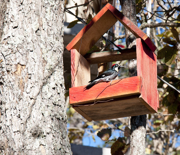 Woodpeckers in feeder...