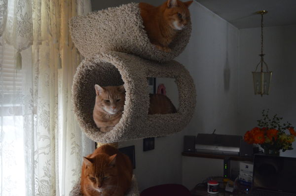 three cats on a condo...