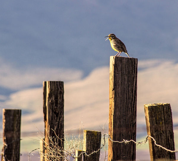 4. Meadowlark singing its heart out just after sun...