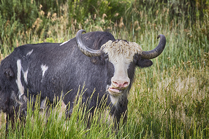 Have you seen any Yaks lately?  They have lots of ...