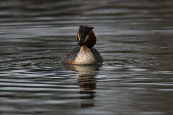this great Crested Grebe was about 70 yards away...