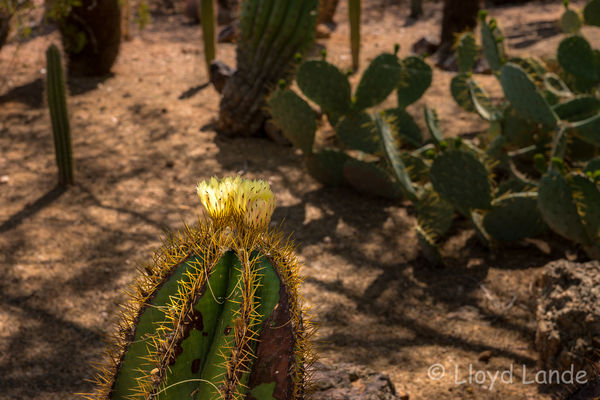 Cactus Flower...