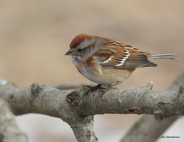 American Tree Sparrow...