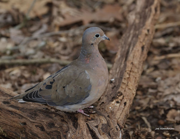 Mourning dove....