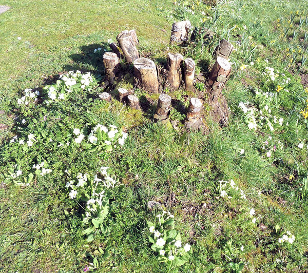 Growing round an old tree stump...