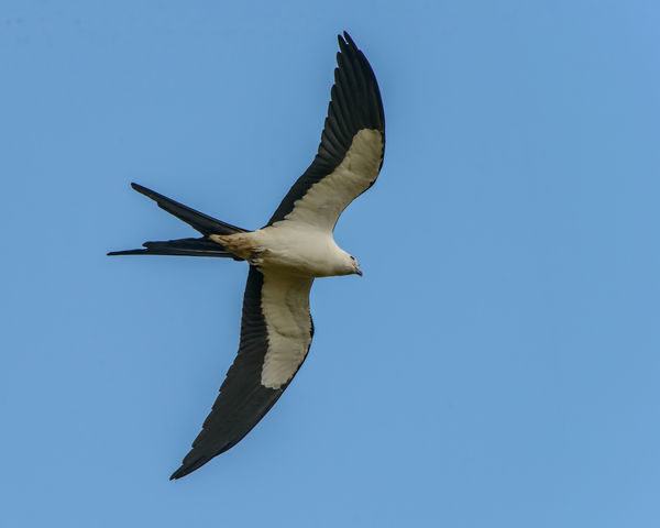Swallowtail Kite circling at high speed....