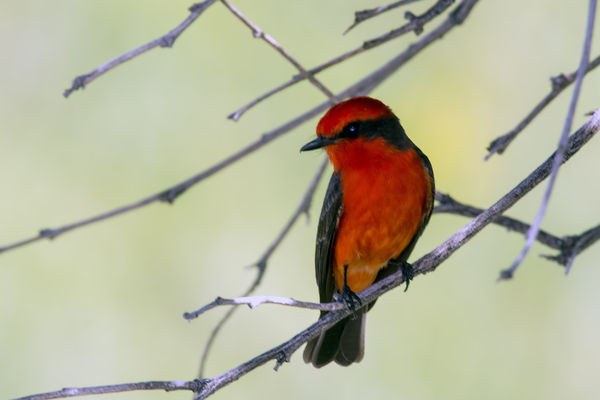 Another of the Vermilion Flycatcher...