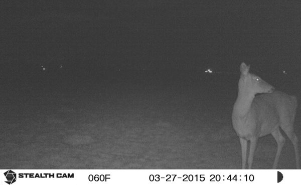 First Mule deer showed up around 8.44pm...