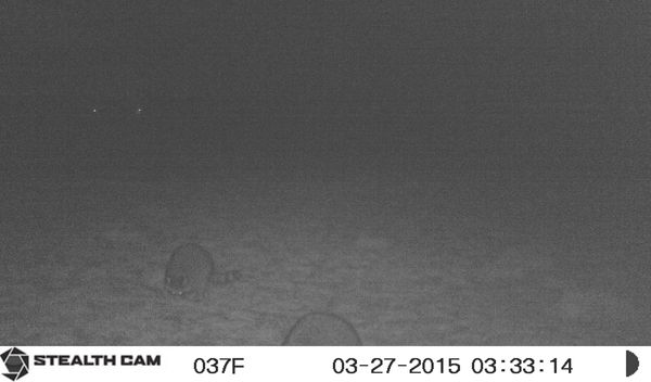 Some Raccoon's even showed up around 3.33am...