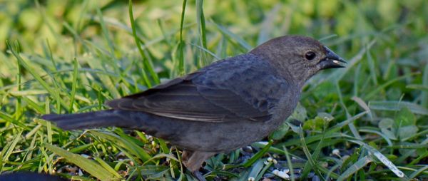 was told this was the female brown headed cowbird...