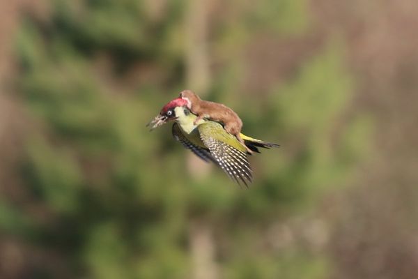 Weasel riding a Woodpecker...