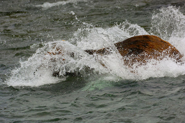 Bear splashes in water to try for sallon...
