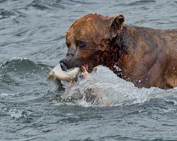 Bear Gets Salmon...