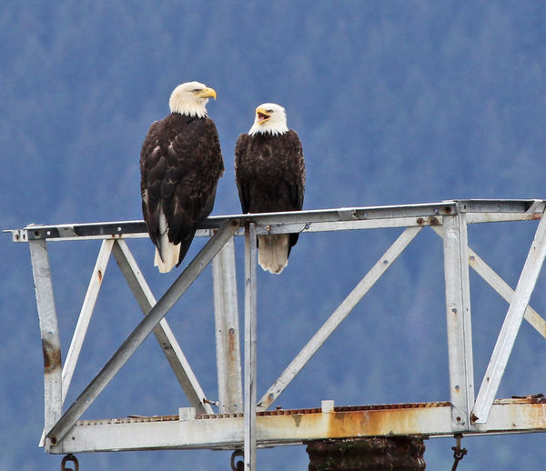 Bald Eagles in Alaska...