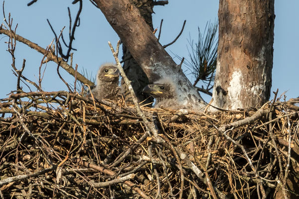 Eaglets are surely ugly little critters...