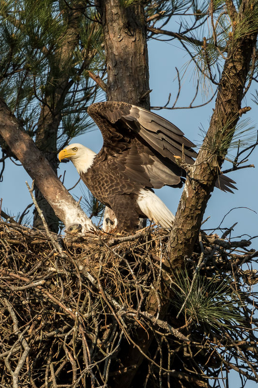 Mama landing on her nest...