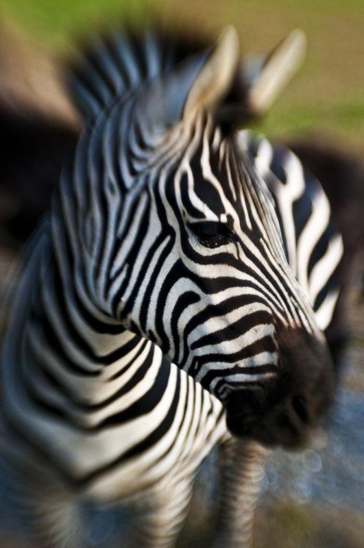 Zebra (shot with LensBaby)...