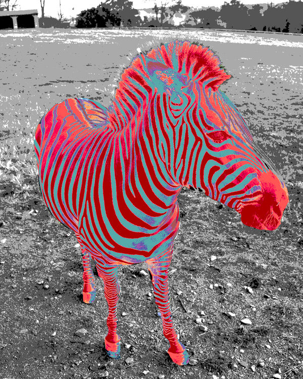 Psychadelic Zebra...